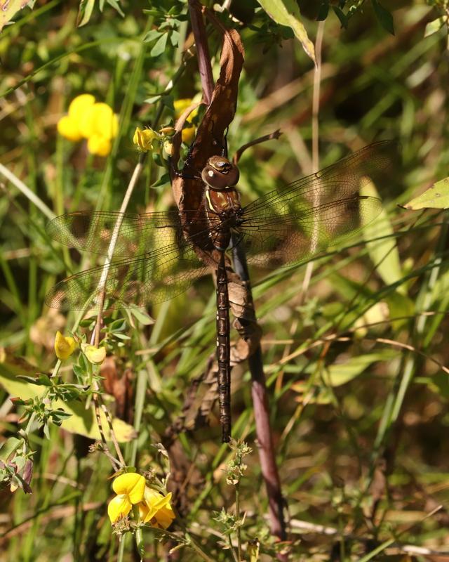 Photo of Shadow Darner