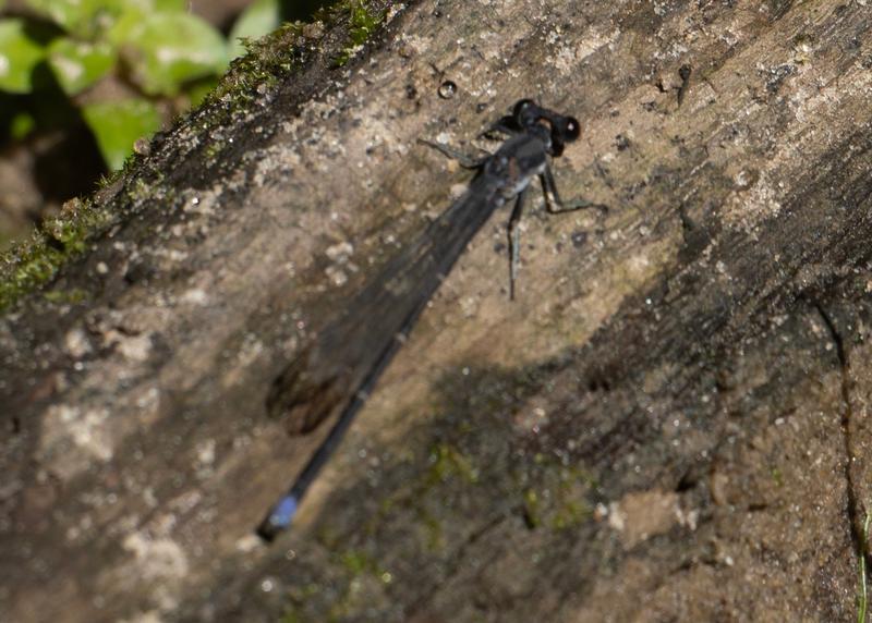 Photo of Blue-tipped Dancer