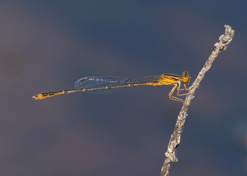 Photo of Orange Bluet