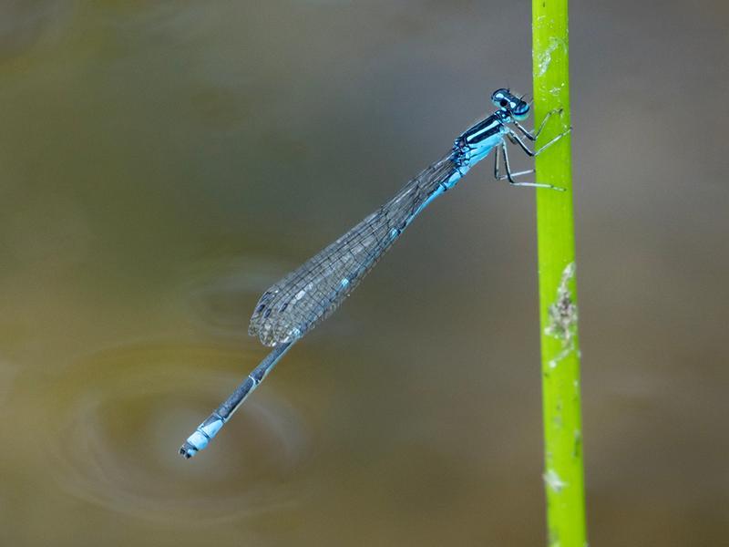 Photo of Stream Bluet