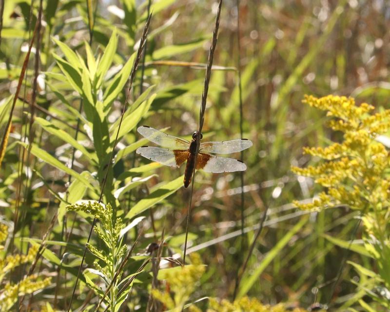 Photo of Widow Skimmer