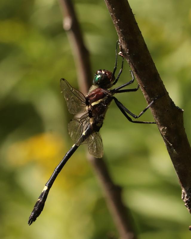 Photo of Swift River Cruiser (Illinois River Cruiser ssp.)