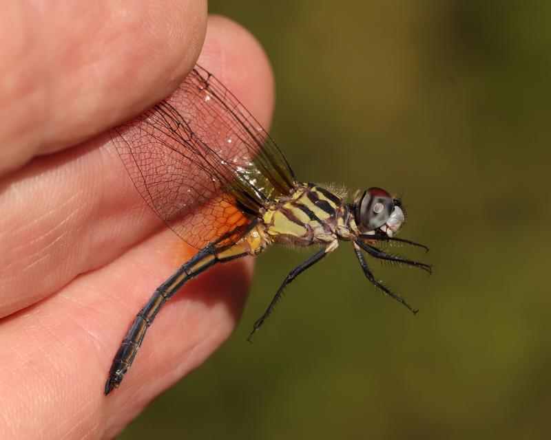 Photo of Blue Dasher