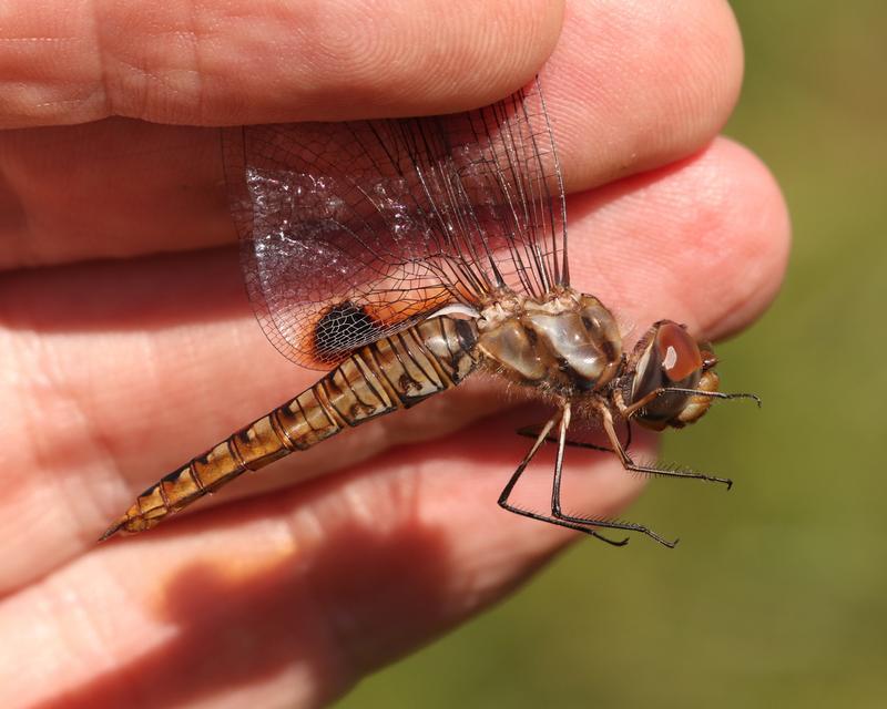 Photo of Spot-winged Glider