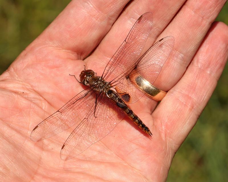 Photo of Spot-winged Glider