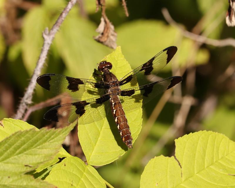 Photo of Common Whitetail