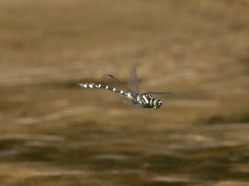 Photo of Zebra Clubtail