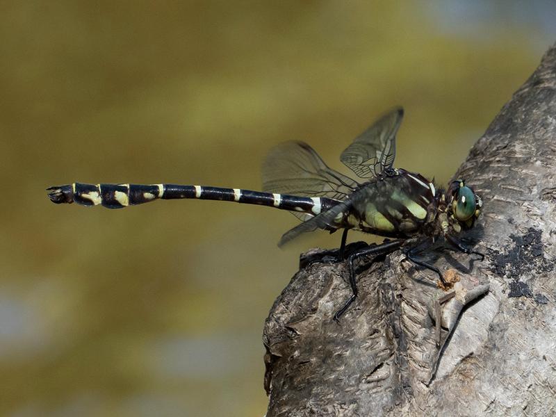 Photo of Zebra Clubtail