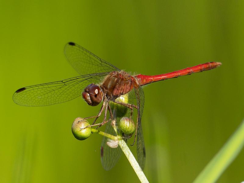 Photo of Autumn Meadowhawk