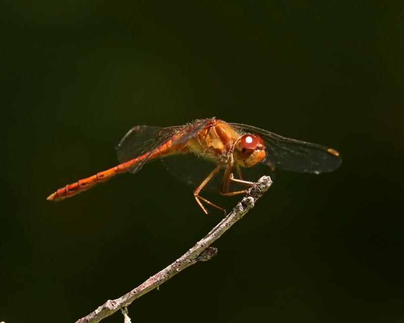 Photo of Autumn Meadowhawk