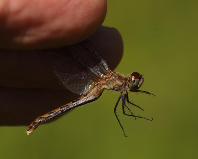 Photo of White-faced Meadowhawk