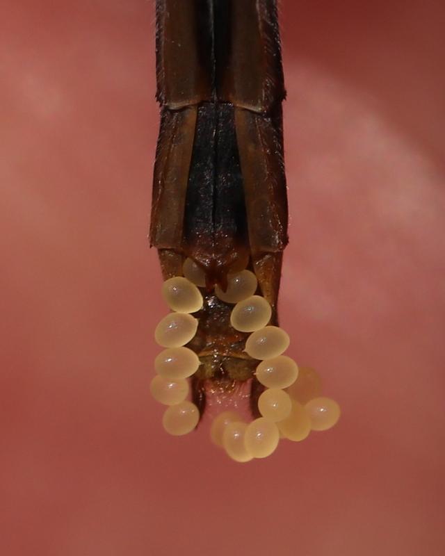 Photo of White-faced Meadowhawk