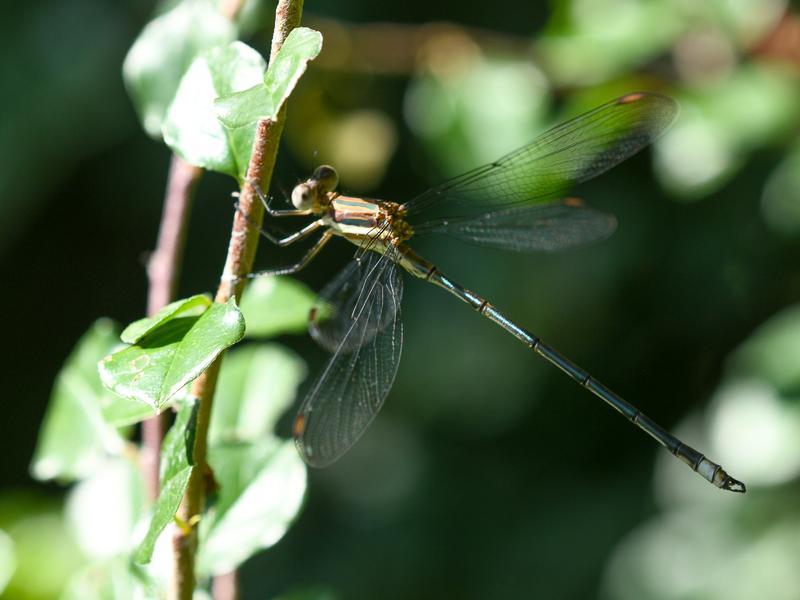 Photo of Great Spreadwing