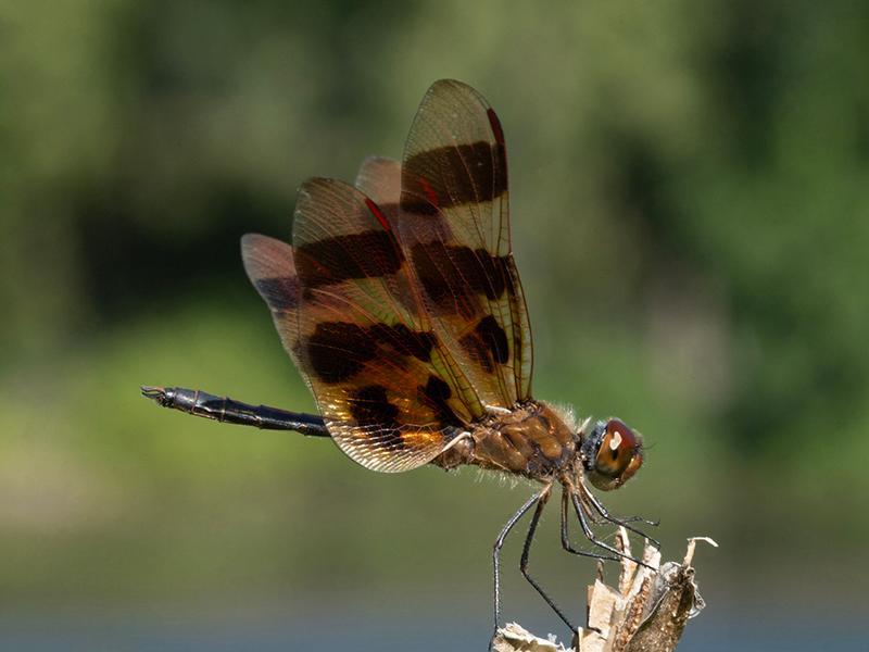 Photo of Halloween Pennant