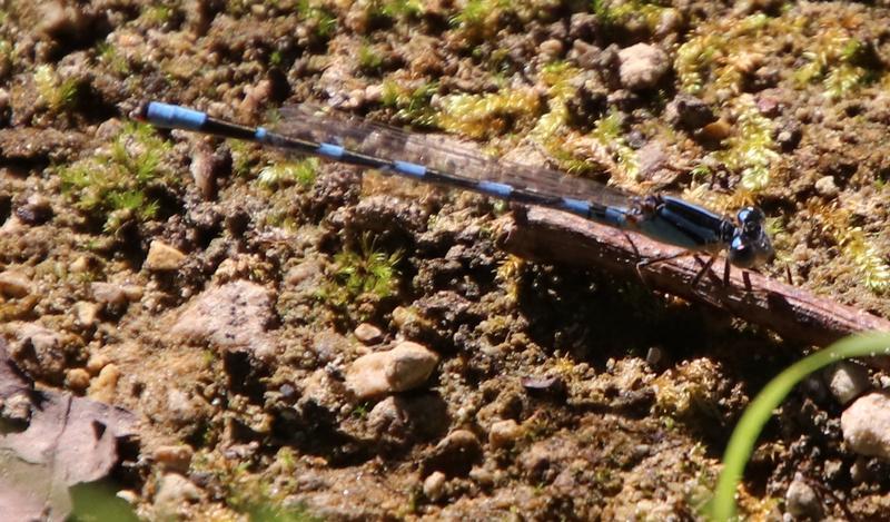 Photo of Tule Bluet