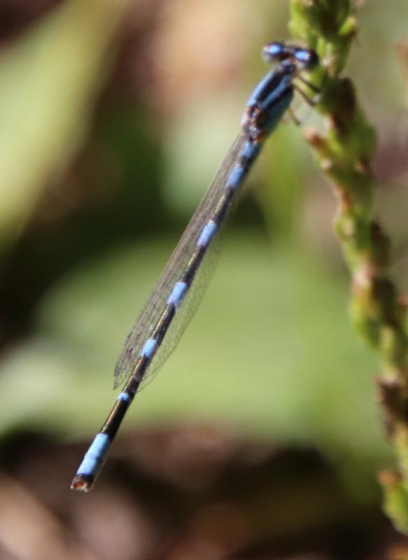 Photo of Tule Bluet