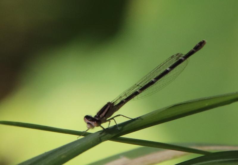 Photo of Tule Bluet