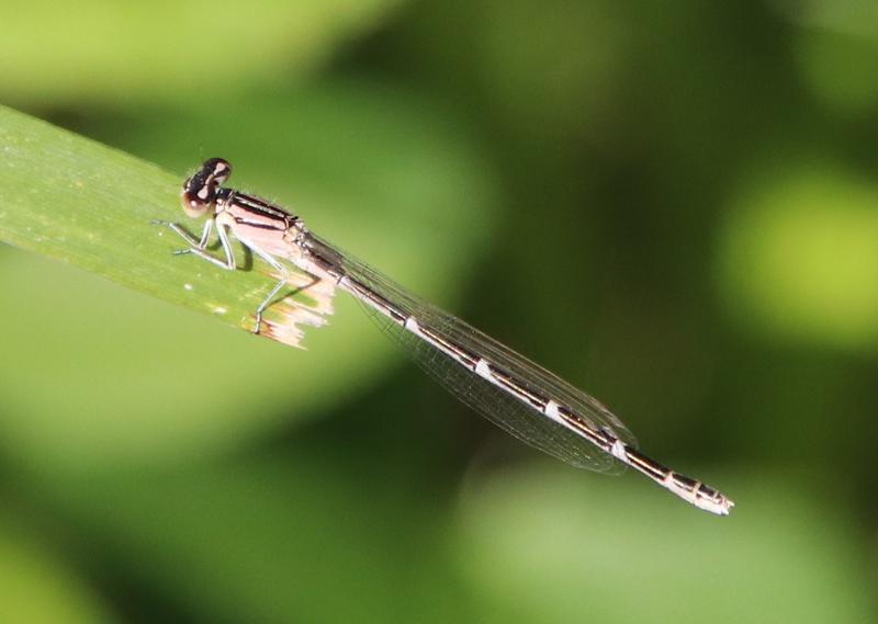 Photo of Tule Bluet