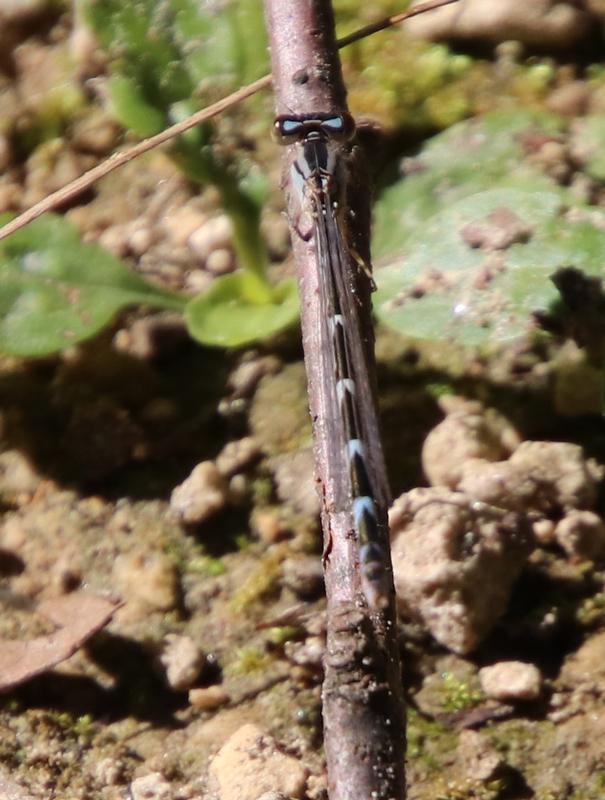 Photo of Tule Bluet