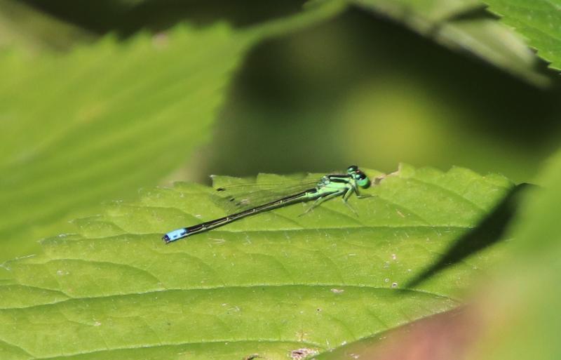 Photo of Eastern Forktail