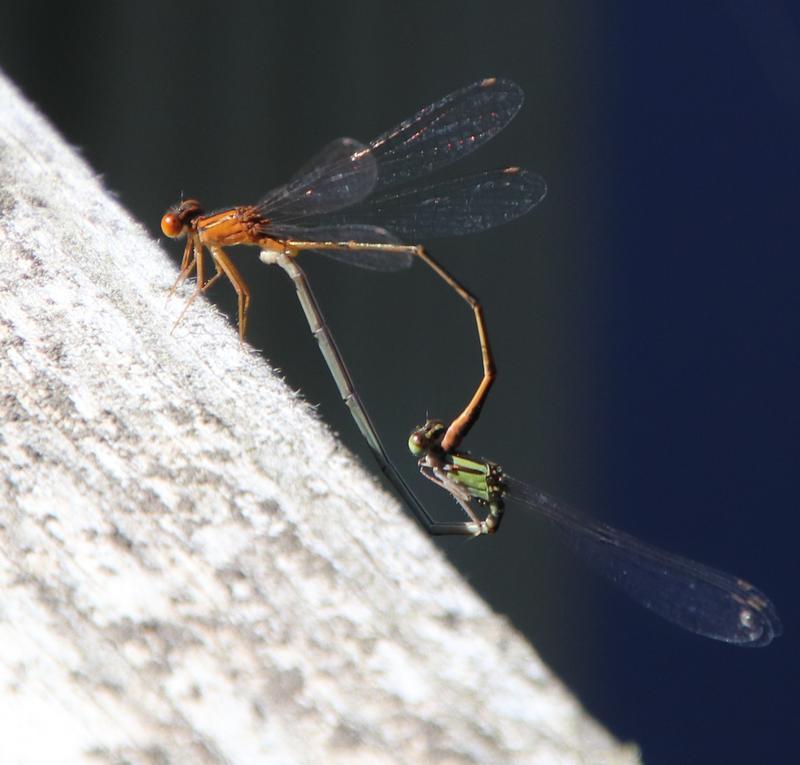 Photo of Orange Bluet