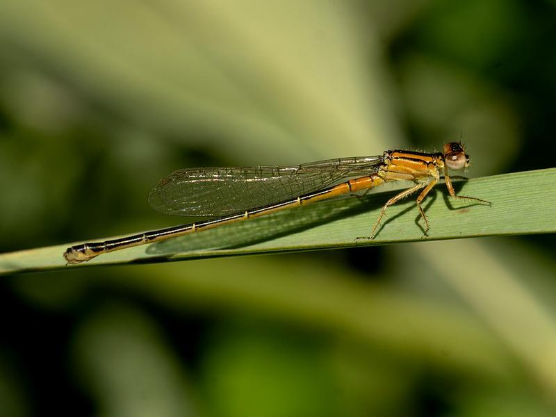 Photo of Eastern Forktail