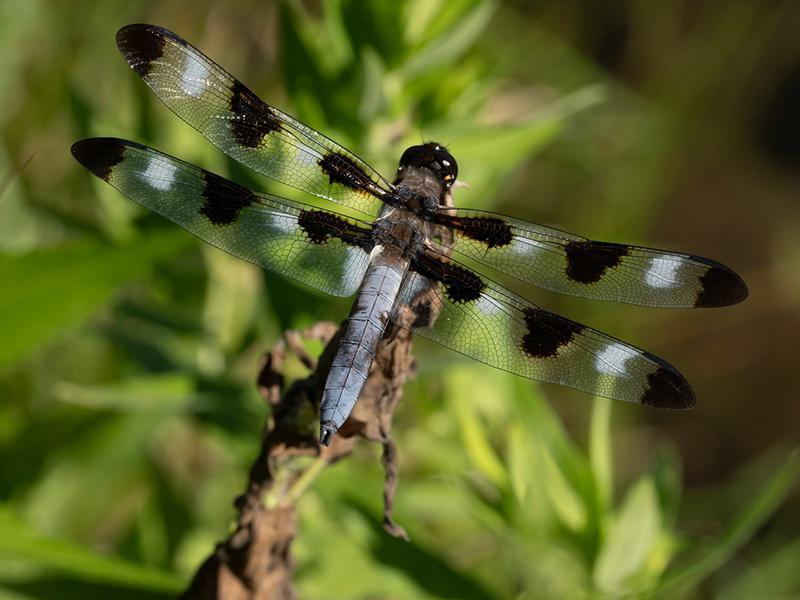 Photo of Twelve-spotted Skimmer