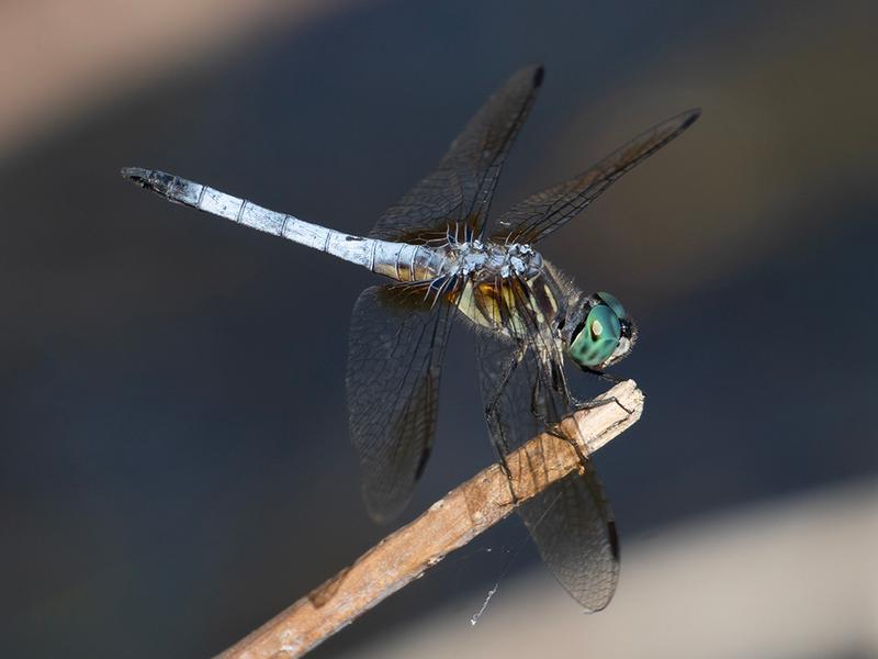 Photo of Blue Dasher