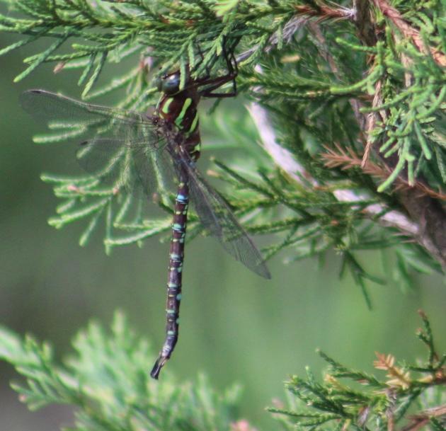 Photo of Shadow Darner