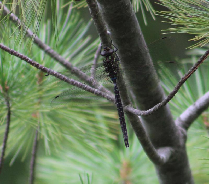 Photo of Shadow Darner