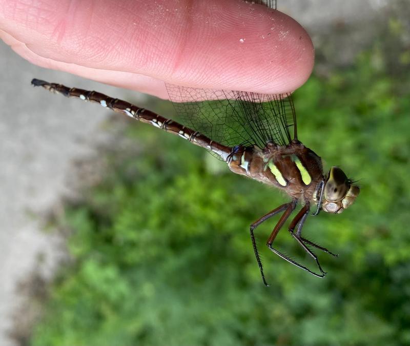 Photo of Shadow Darner