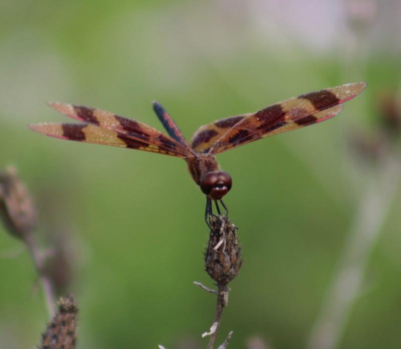 Photo of Halloween Pennant