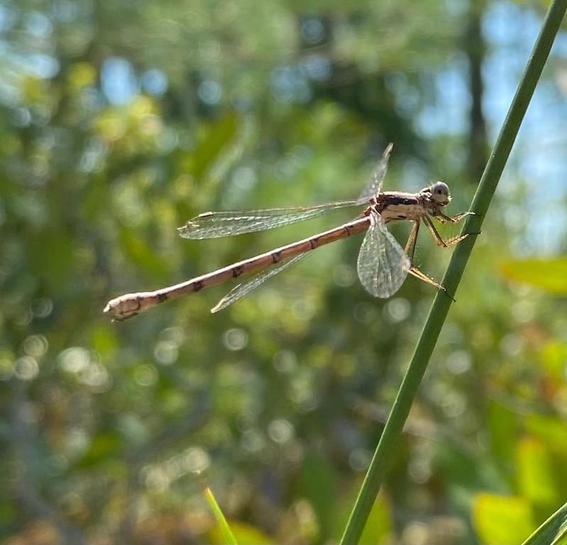 Photo of Spotted Spreadwing