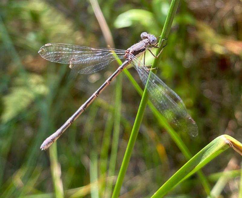 Photo of Spotted Spreadwing