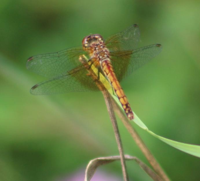 Photo of Band-winged Meadowhawk