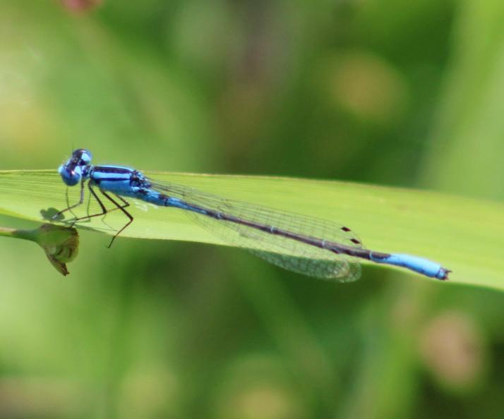 Photo of Azure Bluet