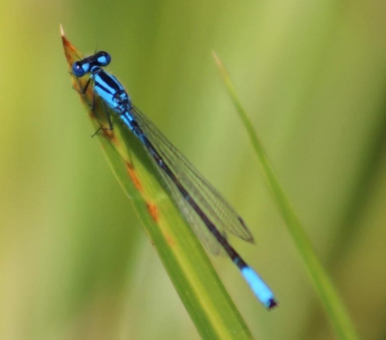 Photo of Azure Bluet