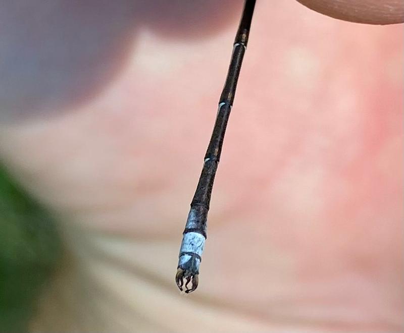 Photo of Lyre-tipped Spreadwing