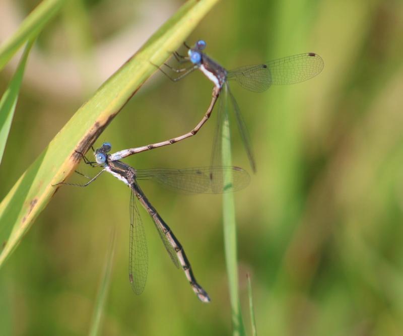 Photo of Spotted Spreadwing