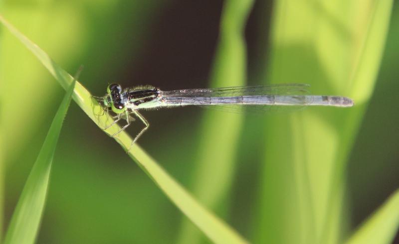 Photo of Eastern Forktail