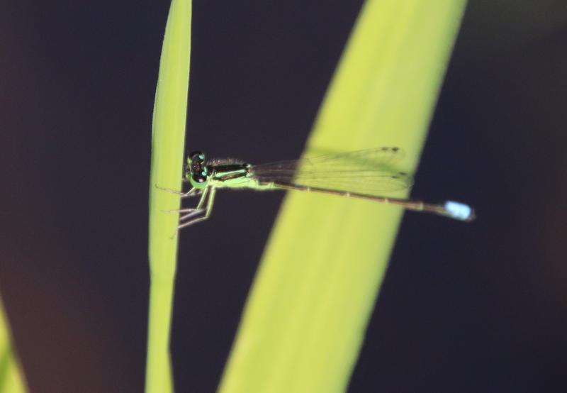 Photo of Eastern Forktail