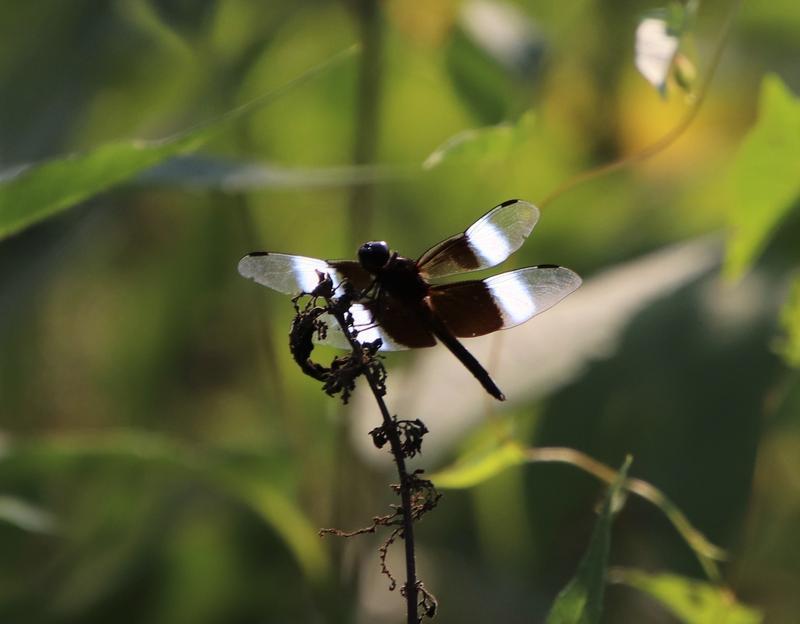 Photo of Widow Skimmer