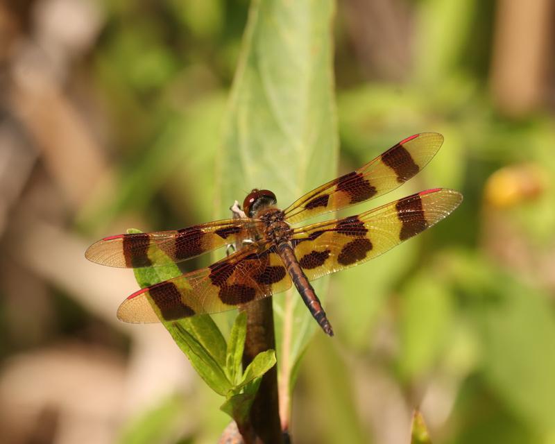 Photo of Halloween Pennant