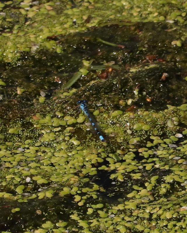 Photo of Tule Bluet