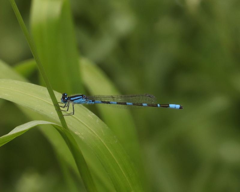 Photo of Tule Bluet