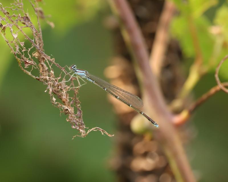 Photo of Orange Bluet