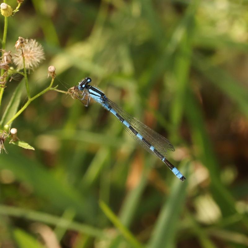 Photo of Tule Bluet