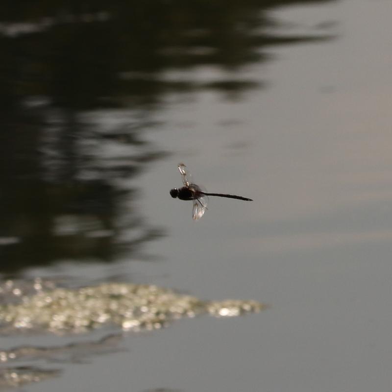 Photo of Prince Baskettail