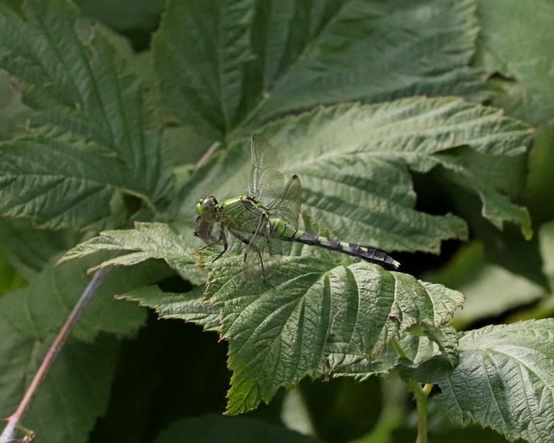 Photo of Eastern Pondhawk