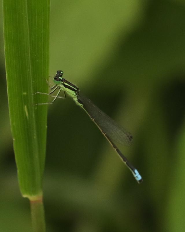 Photo of Eastern Forktail